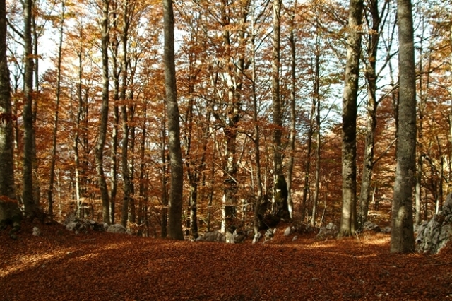 Escursione nel P.N. d''Abruzzo